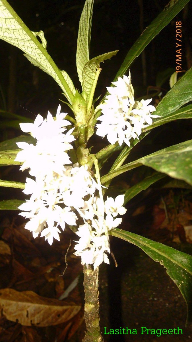 Rhynchotechum permolle (Nees) B.L.Burtt
